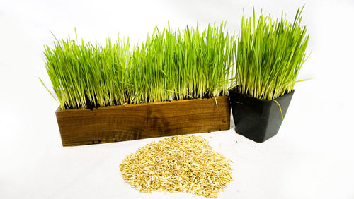 Cat Grass Blend - Non-GMO - Certified Organic - Bonus CAT Toy - Glyphosate Free